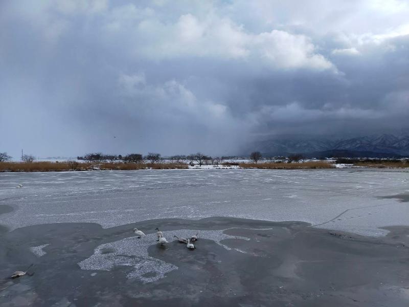 12月27日　朝の瓢湖　湖面凍結その２