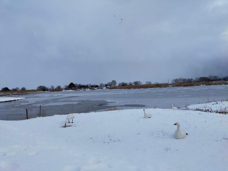 12月27日　朝の瓢湖　湖面凍結