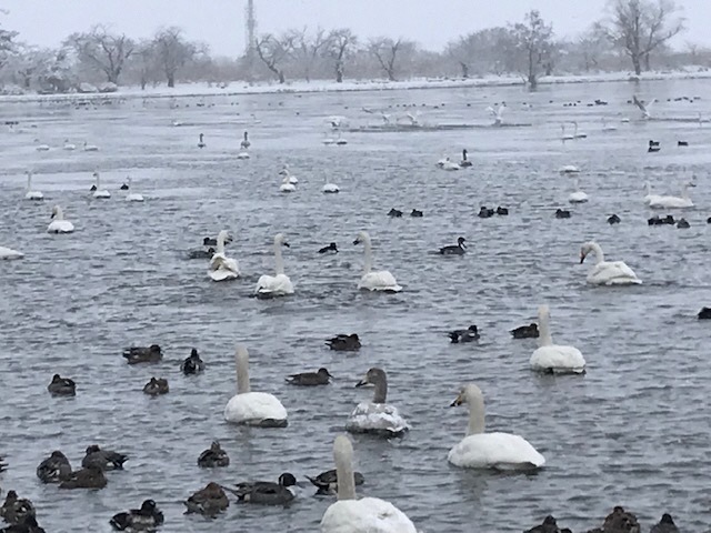 12月31日　雪の瓢湖　白鳥の写真