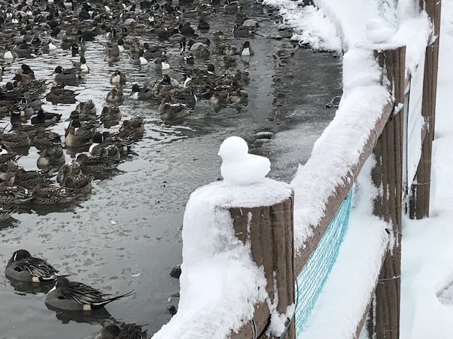 12月31日　瓢湖　雪のオブジェ