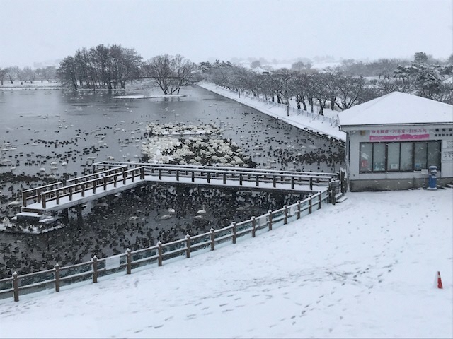 12月31日　雪の瓢湖