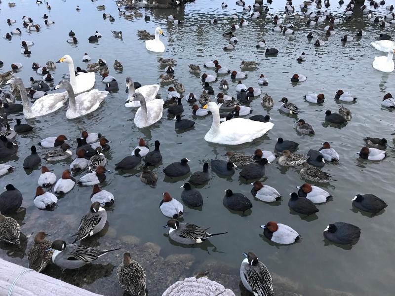 1月16日　瓢湖ふれあい桟橋付近のカモたち