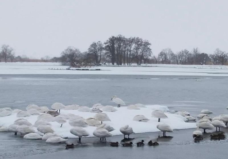 1月21日　瓢湖　飛ばずにひとかたまりになっている白鳥