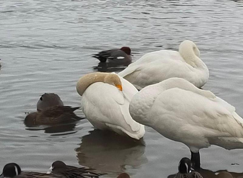 1月21日　瓢湖　寝ている白鳥たち