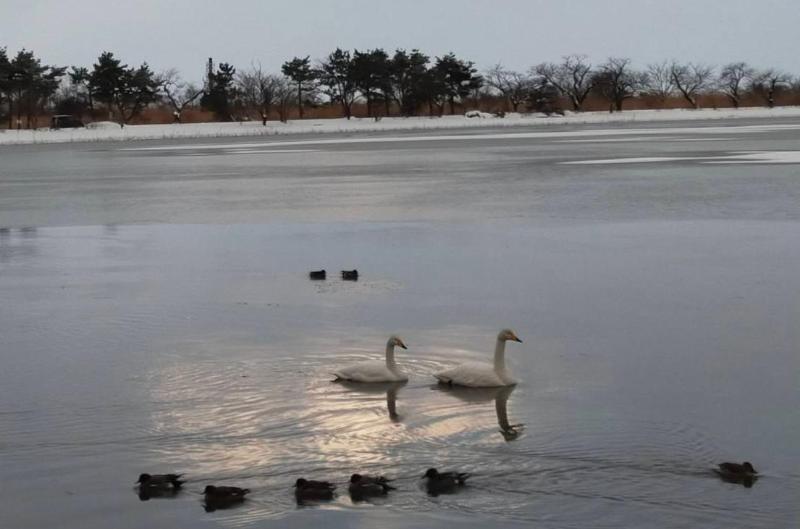 1月21日　瓢湖　優雅に泳ぐ白鳥2羽