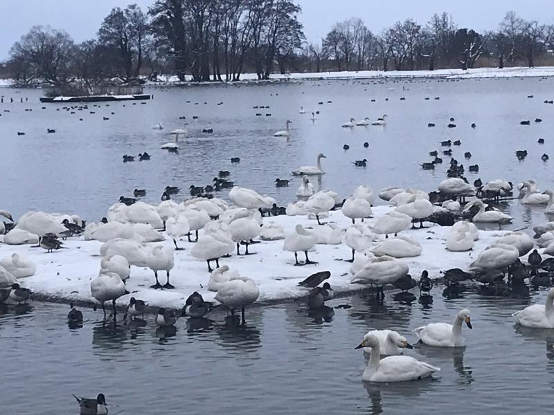 2月4日　瓢湖　朝の白鳥たち