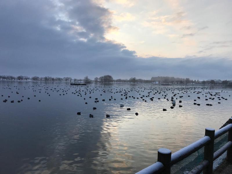 2月11日　朝の瓢湖