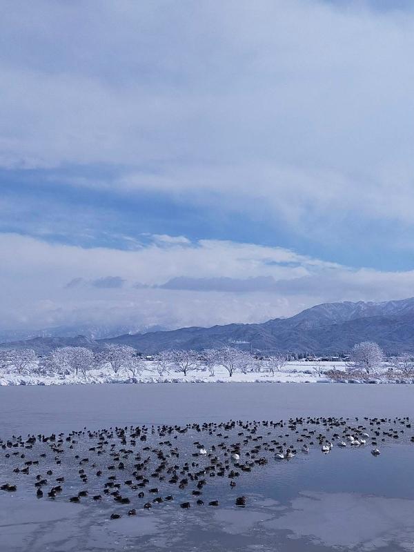 2月17日　雪の瓢湖　その2