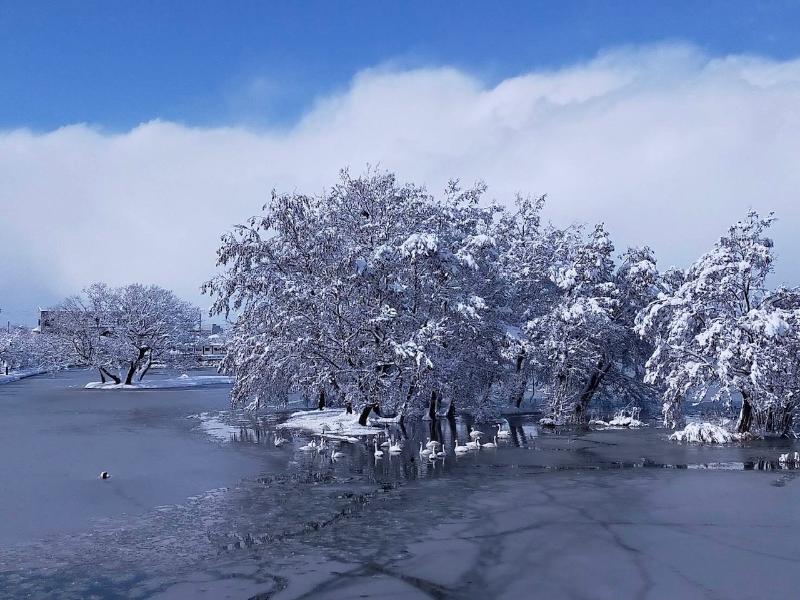 2月17日　雪の瓢湖　その１