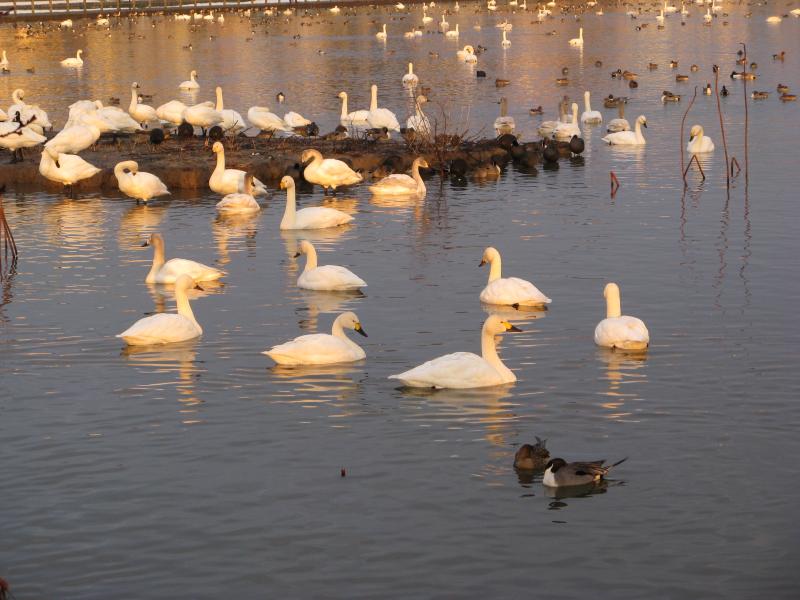 令和8年2月の白鳥の渡来状況／阿賀野市