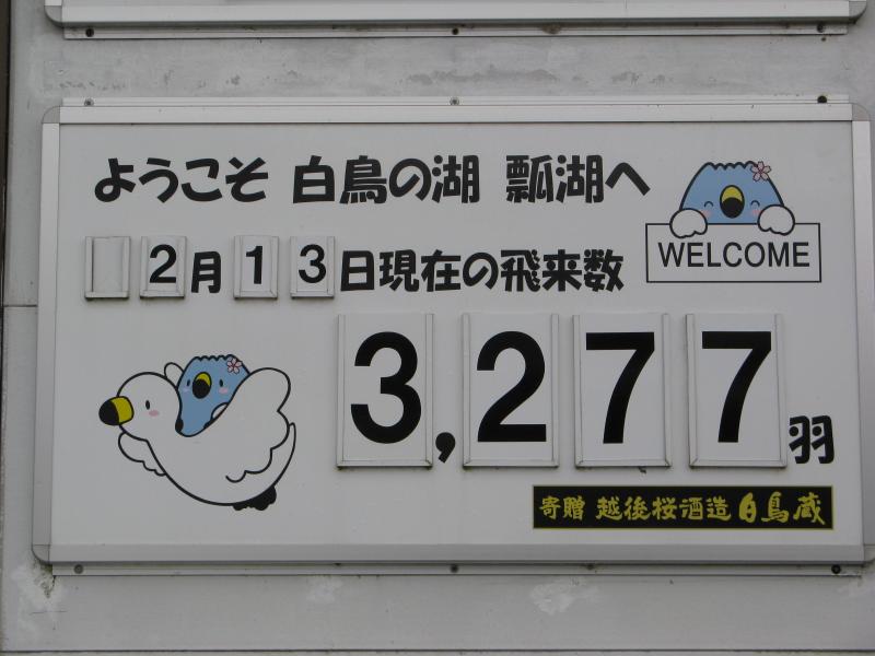 白鳥飛来数20260213