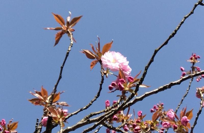 R80414瓢湖八重桜-02