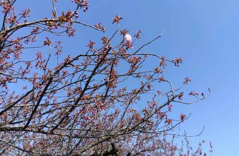 R80414瓢湖八重桜-01