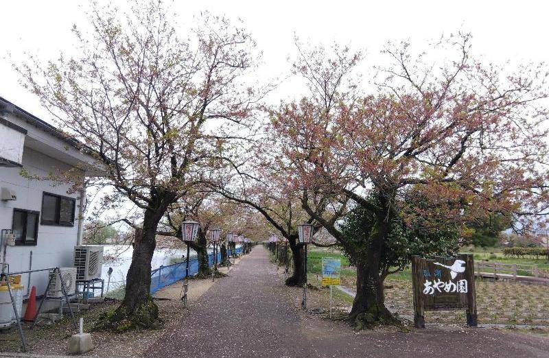 R80416瓢湖サクラ-01