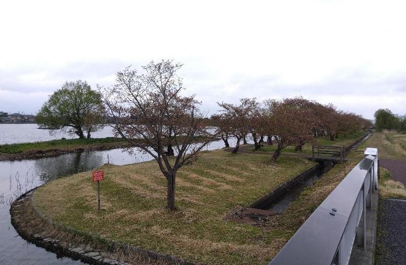 R80416瓢湖サクラ-02