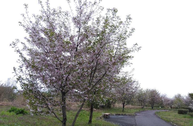 R80416結ザクラ-01