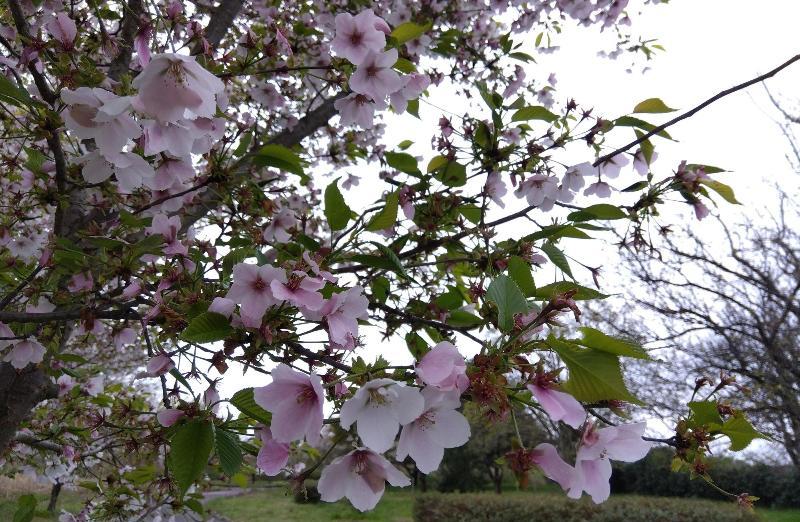 R80416結ザクラ-02