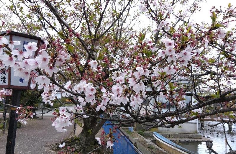 R80416結ザクラ-03