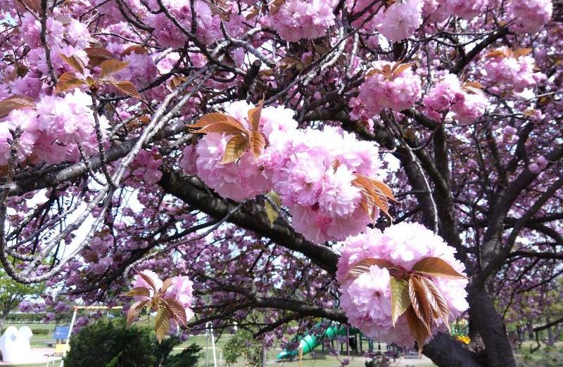 R80420瓢湖ヤエザクラ-03