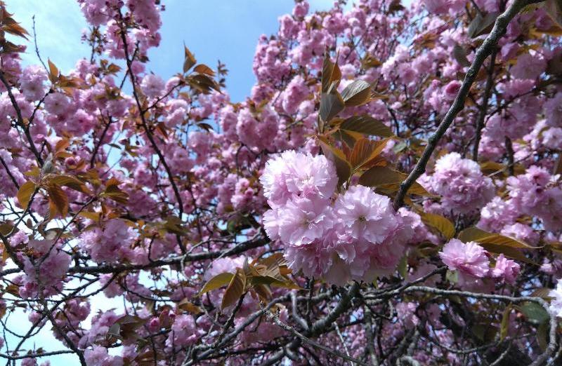 R80420瓢湖ヤエザクラ-04