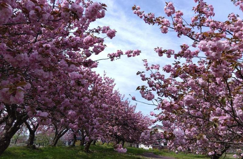 R80420瓢湖ヤエザクラ-02