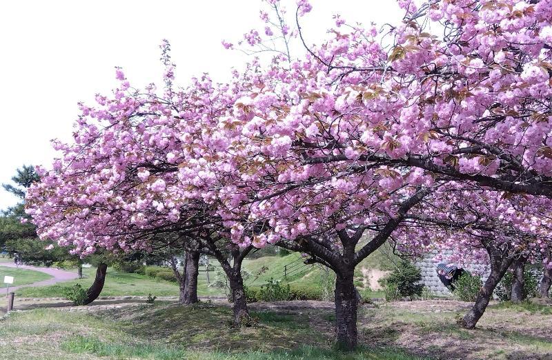 R80420瓢湖ヤエザクラ-01