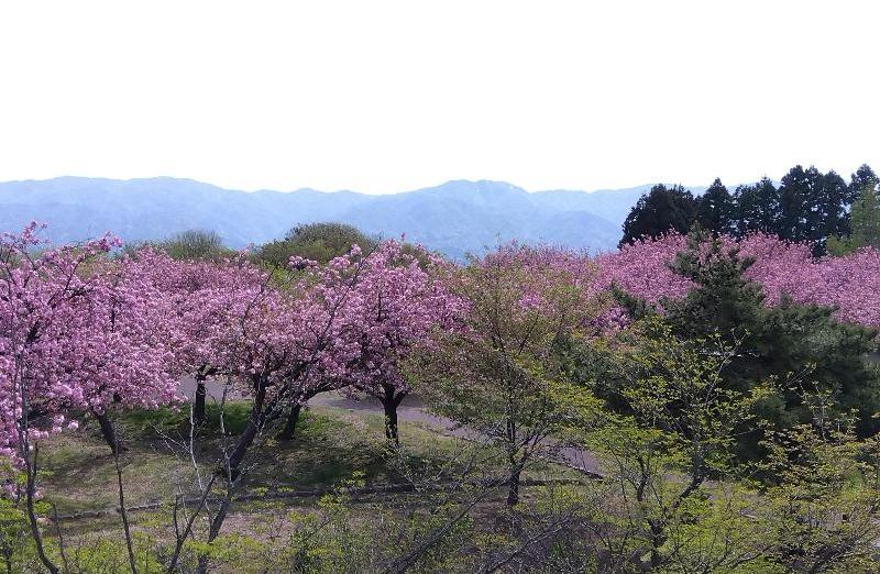 R80420瓢湖ヤエザクラ-05