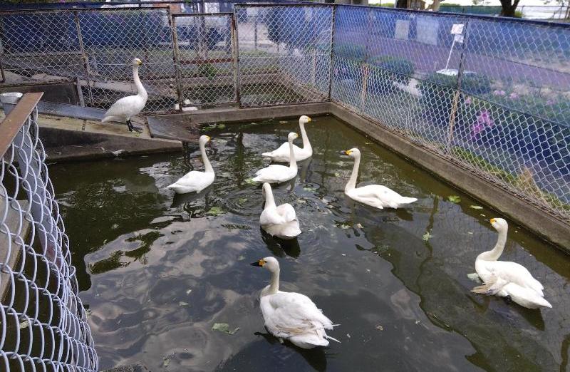 R080513傷病白鳥-02
