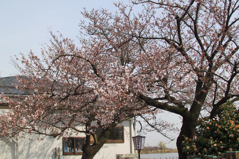 瓢湖　桜　0408-1