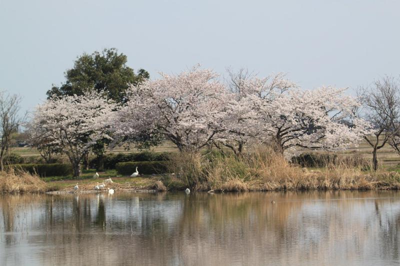 瓢湖　桜　0412-3