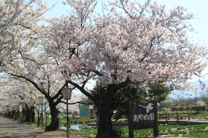 瓢湖　桜　0415-1
