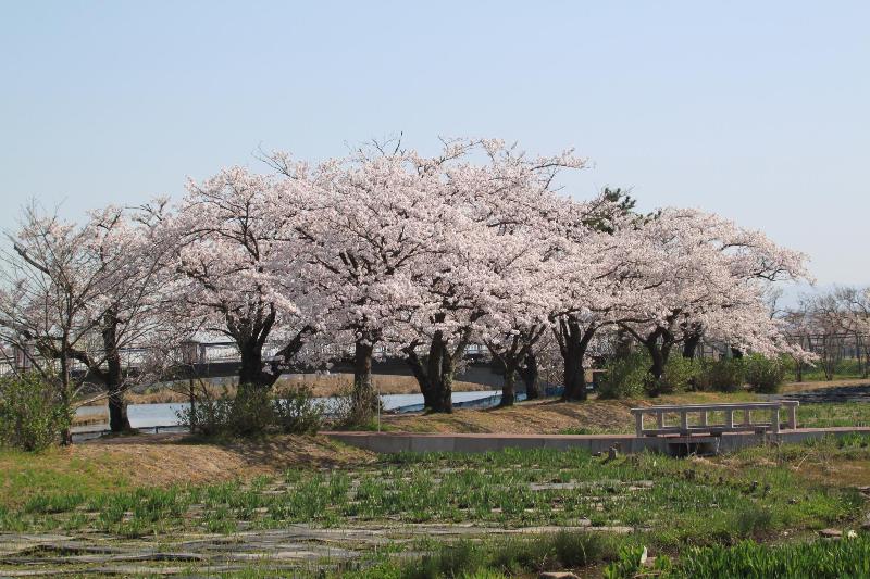 瓢湖　桜　0415-3