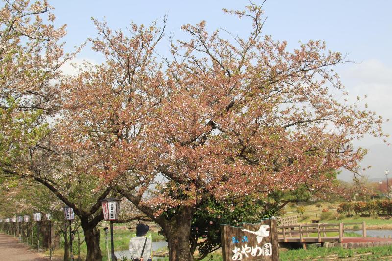 瓢湖　桜　0417-1
