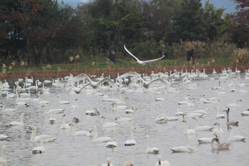瓢湖ハクチョウ2024115-4