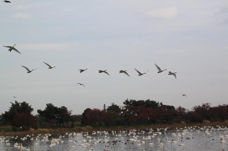 瓢湖ハクチョウ20241115-5