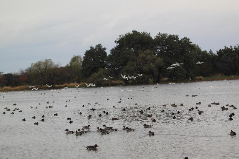 瓢湖ハクチョウ20241122-5