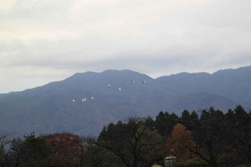 瓢湖ハクチョウ20241122-6