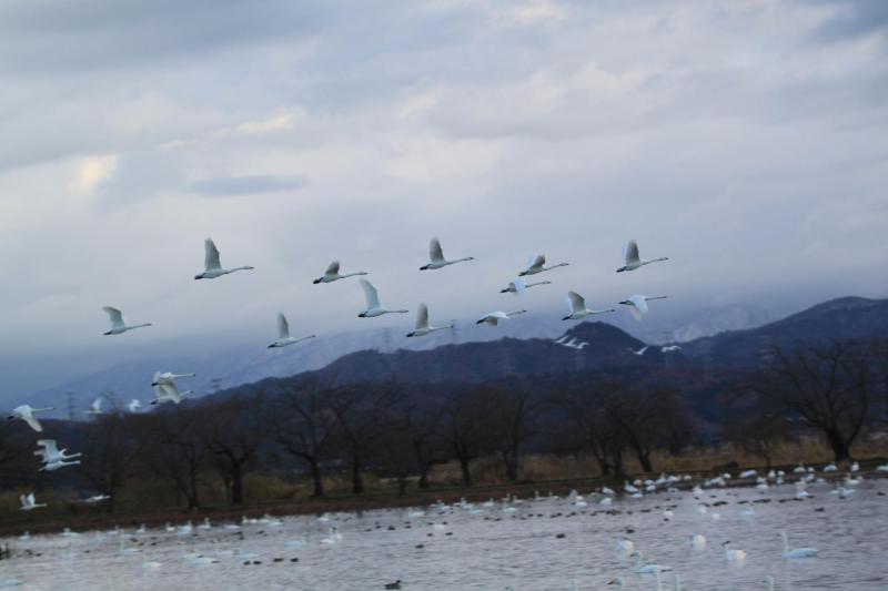 瓢湖ハクチョウ20241210-4