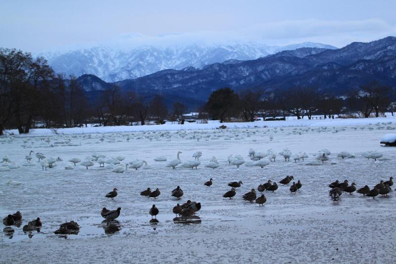 瓢湖ハクチョウ20250112-1