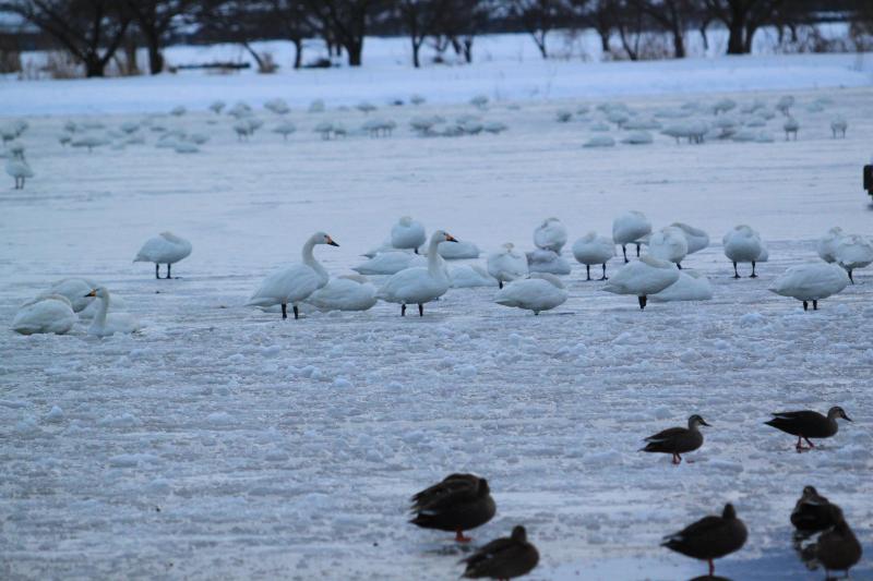瓢湖ハクチョウ20250112-2