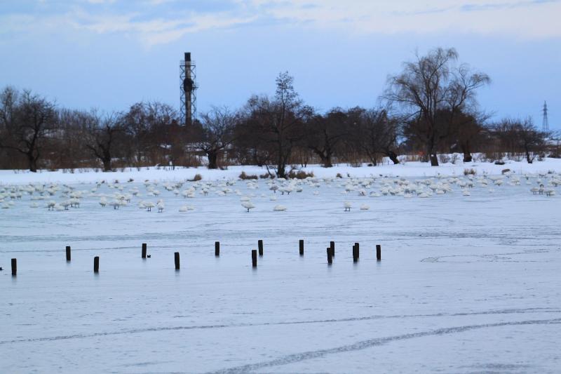 瓢湖ハクチョウ20250112-3