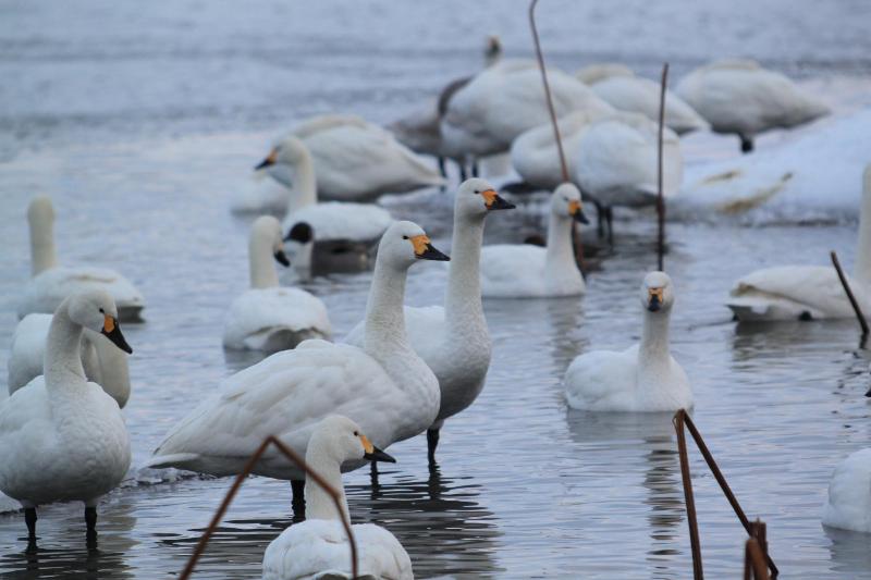 瓢湖ハクチョウ20250112-4