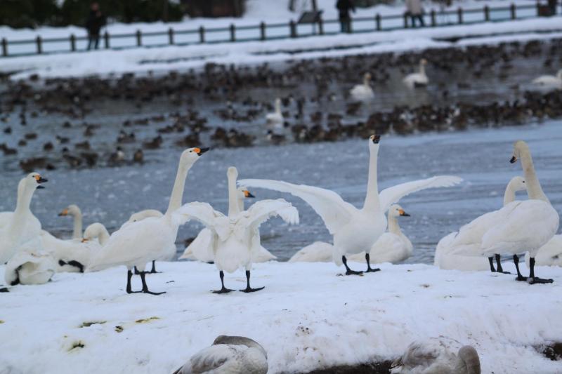 瓢湖ハクチョウ20250112-5