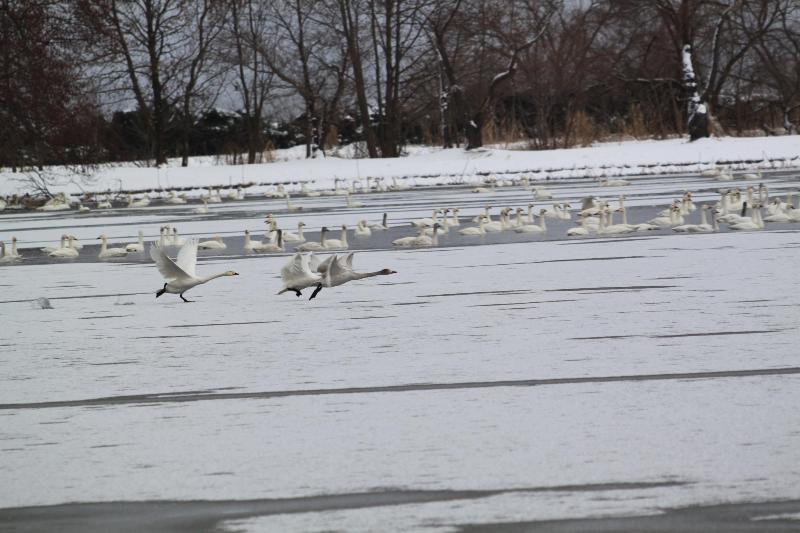 瓢湖ハクチョウ20250131-7