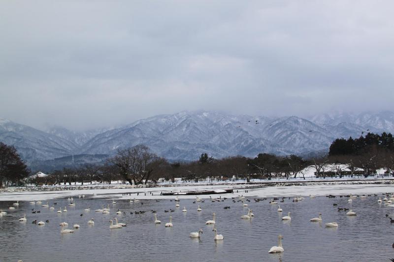 瓢湖ハクチョウ20250131-3