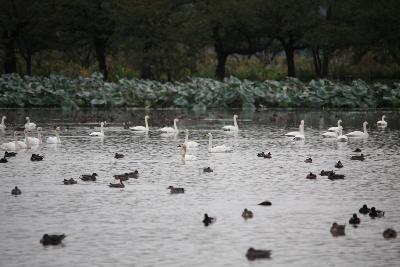 白鳥写真　１０月９日
