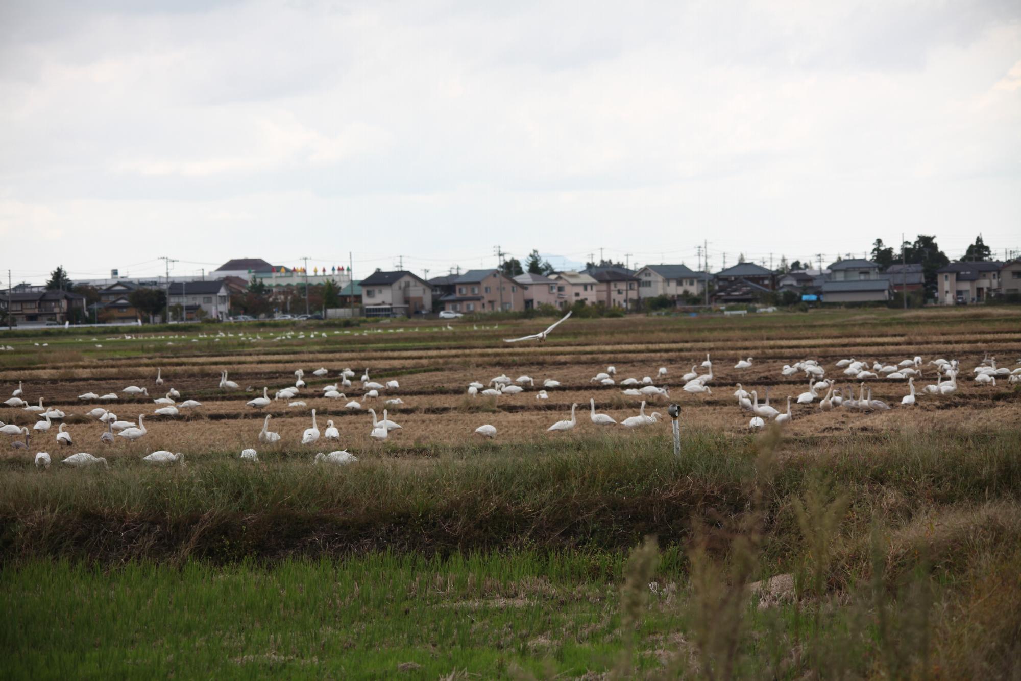 白鳥写真　１０月１４日　その１
