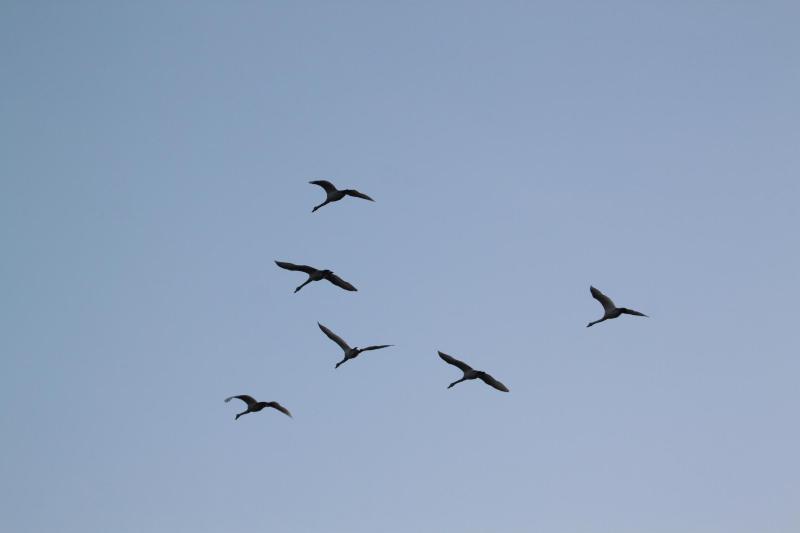 瓢湖ハクチョウ20250314-4