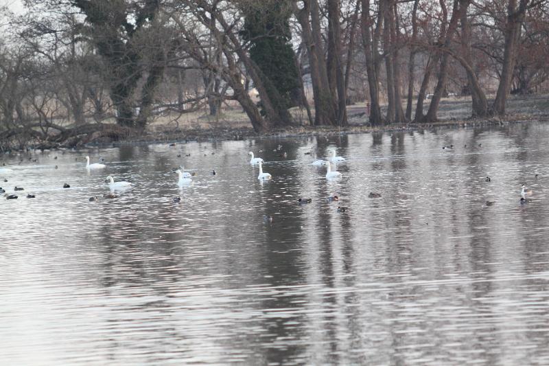 瓢湖ハクチョウ20250314-2