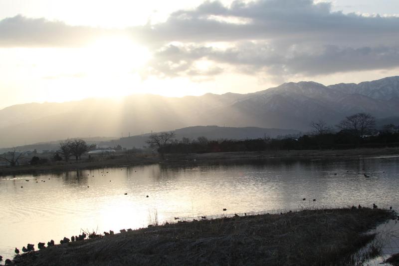 瓢湖ハクチョウ20250314-1